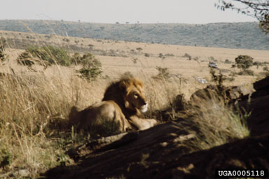 lion, Panthera leo  (Carnivora: Felidae) - 0005118