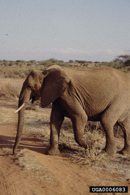 African Elephant, Loxodonta africana  (Proboscidea: Elephantidae) - 0006083
