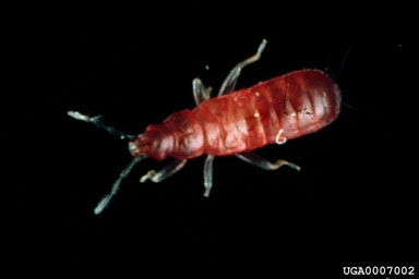 Anthocorid bug, Scoloposcelis flavicornis  (Hemiptera: Lyctocoridae) - 0007002