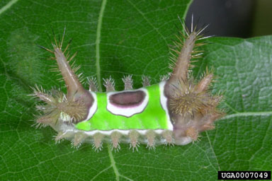 saddleback caterpillar, Acharia stimulea  (Lepidoptera: Limacodidae) - 0007049
