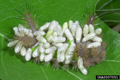 saddleback caterpillar, Acharia stimulea  (Lepidoptera: Limacodidae) - 0007051