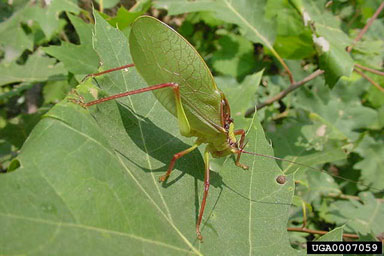 common true katydid, Pterophylla camellifolia  (Orthoptera: Tettigoniidae) - 0007059