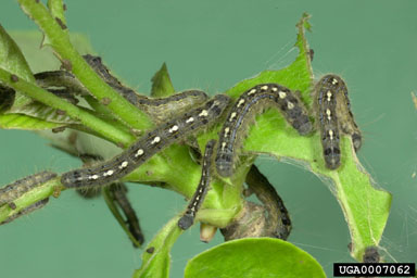 forest tent caterpillar (Malacosoma disstria ) on water tupelo (Nyssa aquatica ) - 0007062