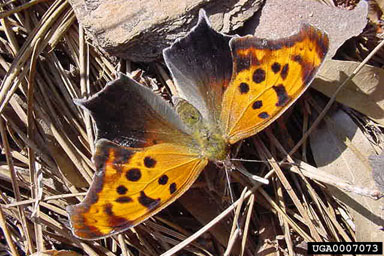 question mark, Polygonia interrogationis  (Lepidoptera: Nymphalidae) - 0007073