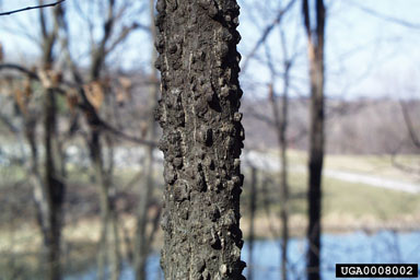 common hackberry, Celtis occidentalis  (Urticales: Ulmaceae) - 0008002