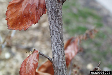 witch-hazel, Hamamelis virginiana  (Hamamelidales: Hamamelidaceae) - 0008007