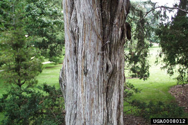 eastern redcedar, Juniperus virginiana  (Pinales: Cupressaceae) - 0008012