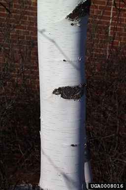 paper birch, Betula papyrifera  (Fagales: Betulaceae) - 0008016