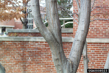American hornbeam, Carpinus caroliniana  (Fagales: Betulaceae) - 0008023