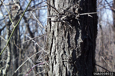 honeylocust, Gleditsia triacanthos  (Fabales: Fabaceae (Leguminosae)) - 0008033