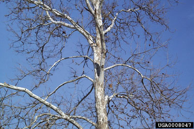American sycamore, Platanus occidentalis  (Hamamelidales: Platanaceae) - 0008047