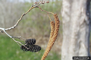 European alder, Alnus glutinosa  (Fagales: Betulaceae) - 0008054