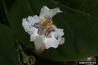 northern catalpa, Catalpa speciosa  (Scrophulariales: Bignoniaceae) - 0008065