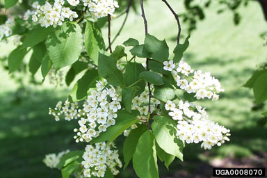 common chokecherry, Prunus virginiana  (Rosales: Rosaceae) - 0008070