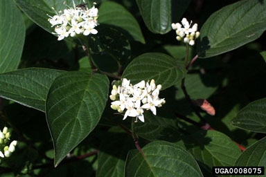 redosier dogwood, Cornus sericea  (Cornales: Cornaceae) - 0008075
