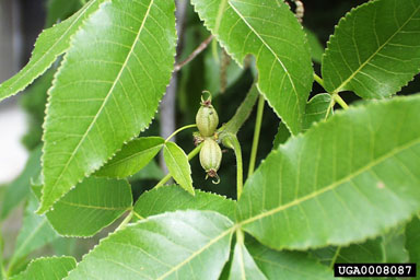 shagbark hickory, Carya ovata  (Juglandales: Juglandaceae) - 0008087