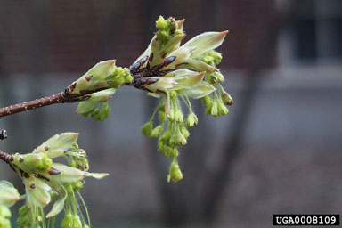 sugar maple, Acer saccharum  (Sapindales: Aceraceae) - 0008109