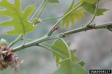 northern red oak, Quercus rubra  (Fagales: Fagaceae) - 0008117