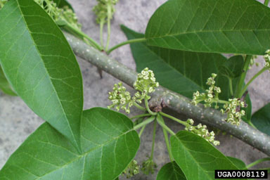 osage-orange, Maclura pomifera  (Urticales: Moraceae) - 0008119