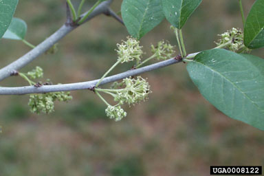 osage-orange, Maclura pomifera  (Urticales: Moraceae) - 0008122