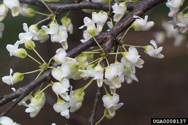 eastern redbud, Cercis canadensis  (Fabales: Fabaceae (Leguminosae)) - 0008137