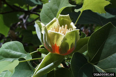 yellow-poplar, Liriodendron tulipifera  (Magnoliales: Magnoliaceae) - 0008146