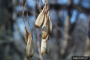black ash, Fraxinus nigra  (Scrophulariales: Oleaceae) - 0008167
