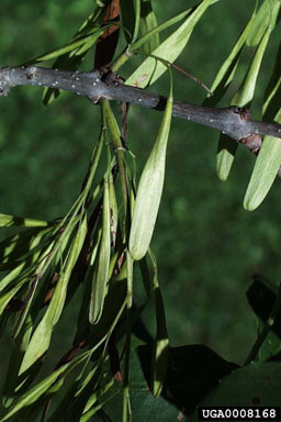 green ash, Fraxinus pennsylvanica  (Scrophulariales: Oleaceae) - 0008168
