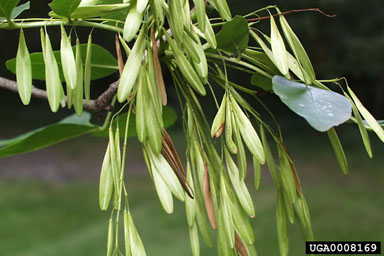 green ash, Fraxinus pennsylvanica  (Scrophulariales: Oleaceae) - 0008169