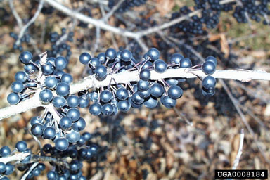 European buckthorn, Rhamnus cathartica  (Rhamnales: Rhamnaceae) - 0008184