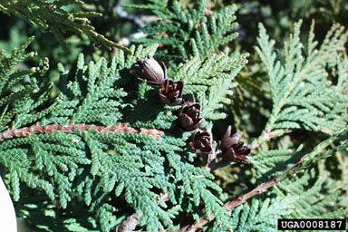 eastern arborvitae, Thuja occidentalis  (Pinales: Cupressaceae) - 0008187