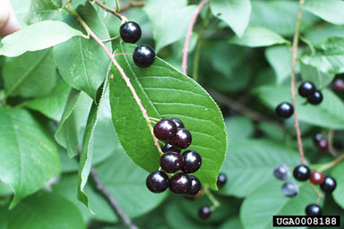 common chokecherry, Prunus virginiana  (Rosales: Rosaceae) - 0008188