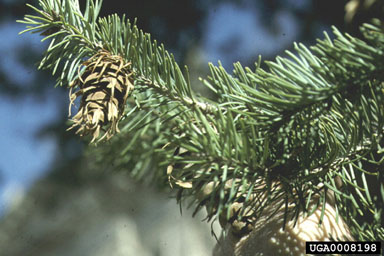 Douglas-fir, Pseudotsuga menziesii  (Pinales: Pinaceae) - 0008198