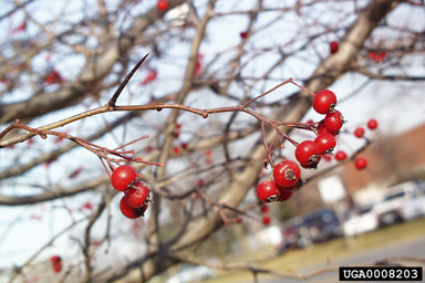 hawthorn, Crataegus spp.  (Rosales: Rosaceae) - 0008203