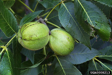 shagbark hickory, Carya ovata  (Juglandales: Juglandaceae) - 0008213