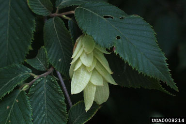 hophornbeam, Ostrya virginiana  (Fagales: Betulaceae) - 0008214