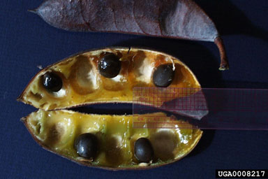 Kentucky coffeetree, Gymnocladus dioicus  (Fabales: Fabaceae (Leguminosae)) - 0008217