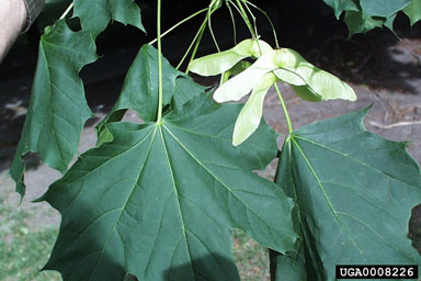Norway maple, Acer platanoides  (Sapindales: Aceraceae) - 0008226