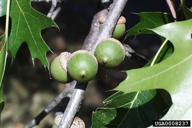 pin oak, Quercus palustris  (Fagales: Fagaceae) - 0008237