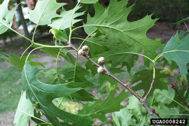northern red oak, Quercus rubra  (Fagales: Fagaceae) - 0008242