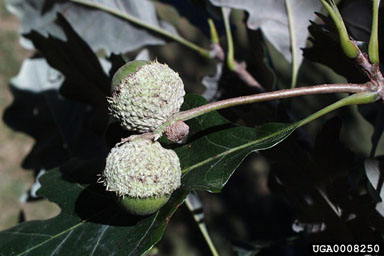 swamp white oak, Quercus bicolor  (Fagales: Fagaceae) - 0008250