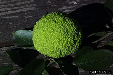 osage-orange, Maclura pomifera  (Urticales: Moraceae) - 0008256