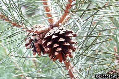 Scots pine, Pinus sylvestris  (Pinales: Pinaceae) - 0008262