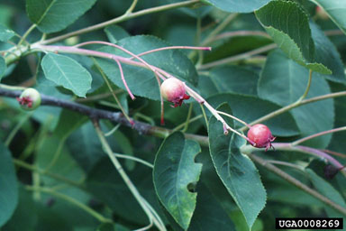 serviceberry, Amelanchier arborea  (Rosales: Rosaceae) - 0008269