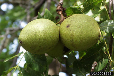 black walnut, Juglans nigra  (Juglandales: Juglandaceae) - 0008279