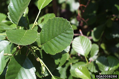 European alder, Alnus glutinosa  (Fagales: Betulaceae) - 0008286