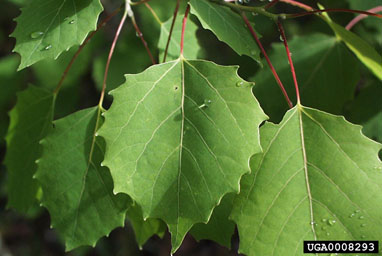 bigtooth aspen, Populus grandidentata  (Salicales: Salicaceae) - 0008293