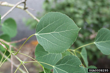 quaking aspen, Populus tremuloides  (Salicales: Salicaceae) - 0008295