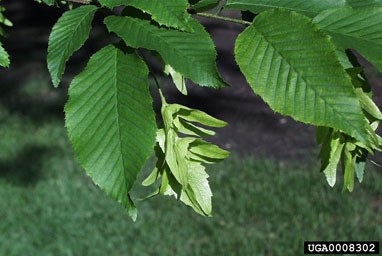 American hornbeam, Carpinus caroliniana  (Fagales: Betulaceae) - 0008302