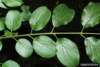 European buckthorn, Rhamnus cathartica  (Rhamnales: Rhamnaceae) - 0008306